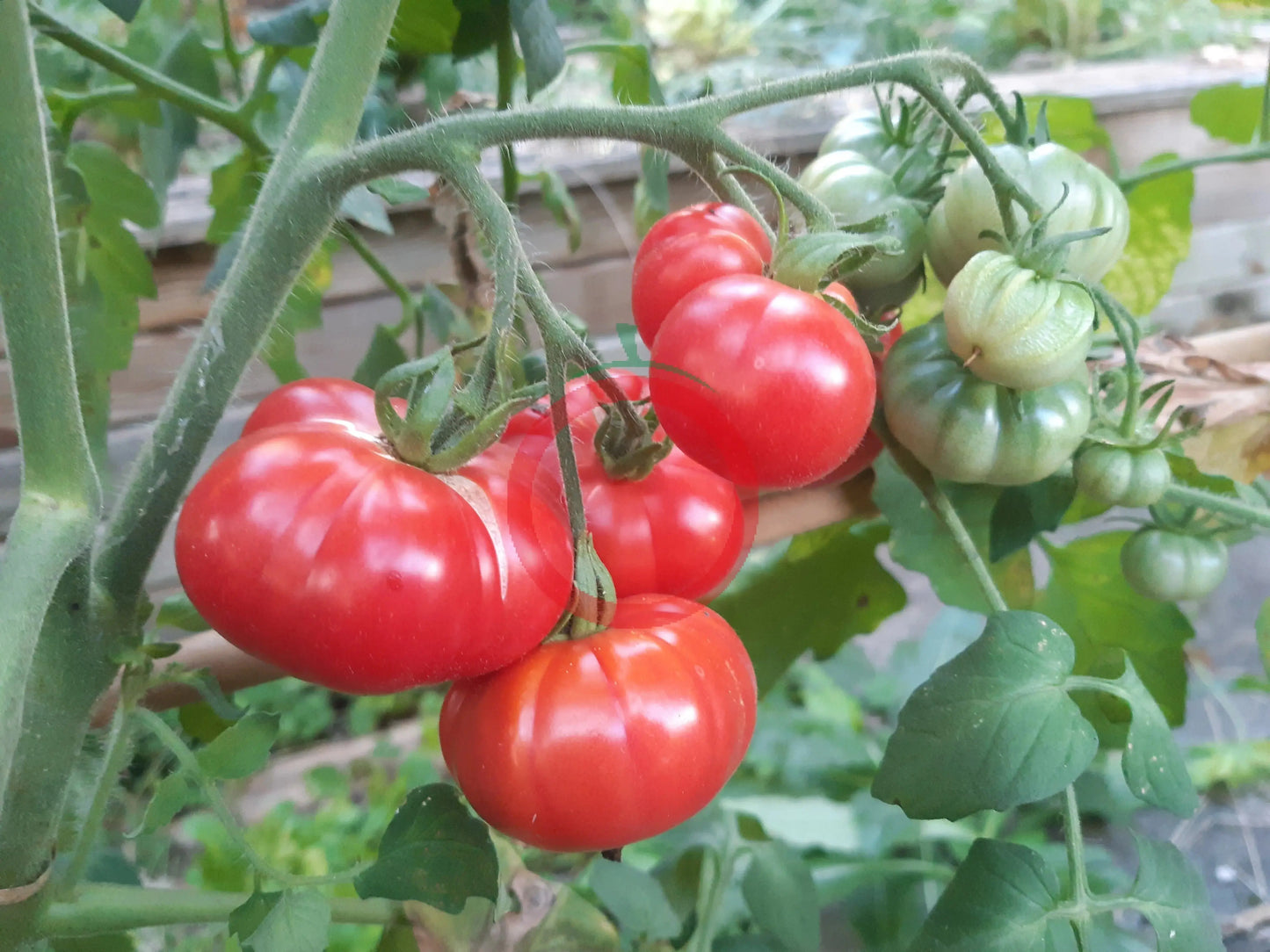 Savan Bali DER TOMATENFLÜSTERER