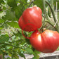 Sayanogorskie DER TOMATENFLÜSTERER
