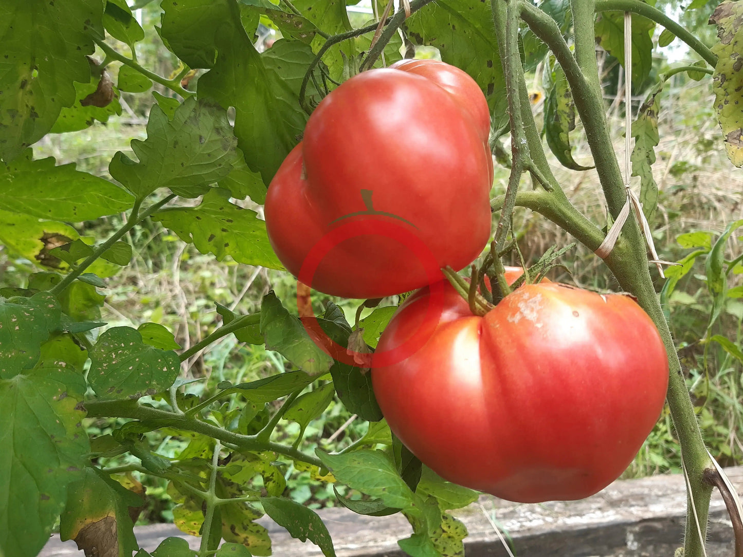 Sayanogorskie DER TOMATENFLÜSTERER
