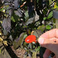 Scarlett´s Chili DER TOMATENFLÜSTERER