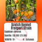 Scotch Bonnet Freeport Strain DER TOMATENFLÜSTERER