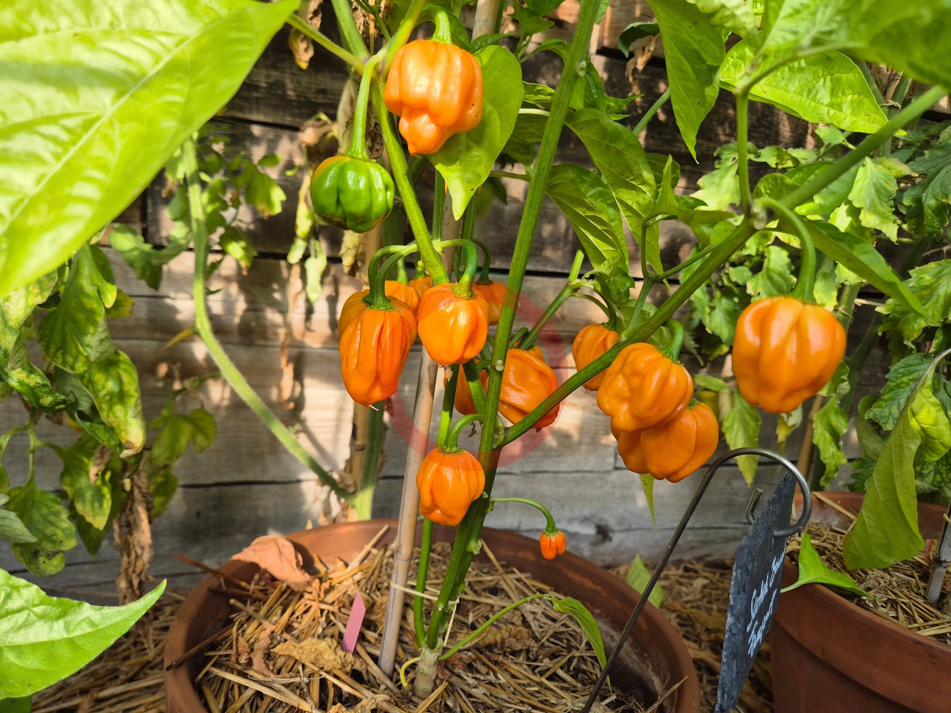 Scotch Bonnet Freeport Strain DER TOMATENFLÜSTERER