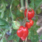 Scythian Fairy DER TOMATENFLÜSTERER