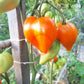 Serdtse Pustyni DER TOMATENFLÜSTERER