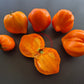 Serdtse Pustyni DER TOMATENFLÜSTERER