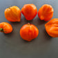 Serdtse Pustyni DER TOMATENFLÜSTERER