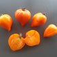 Serdtse Pustyni DER TOMATENFLÜSTERER