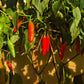 Serrano Tampiqueno DER TOMATENFLÜSTERER