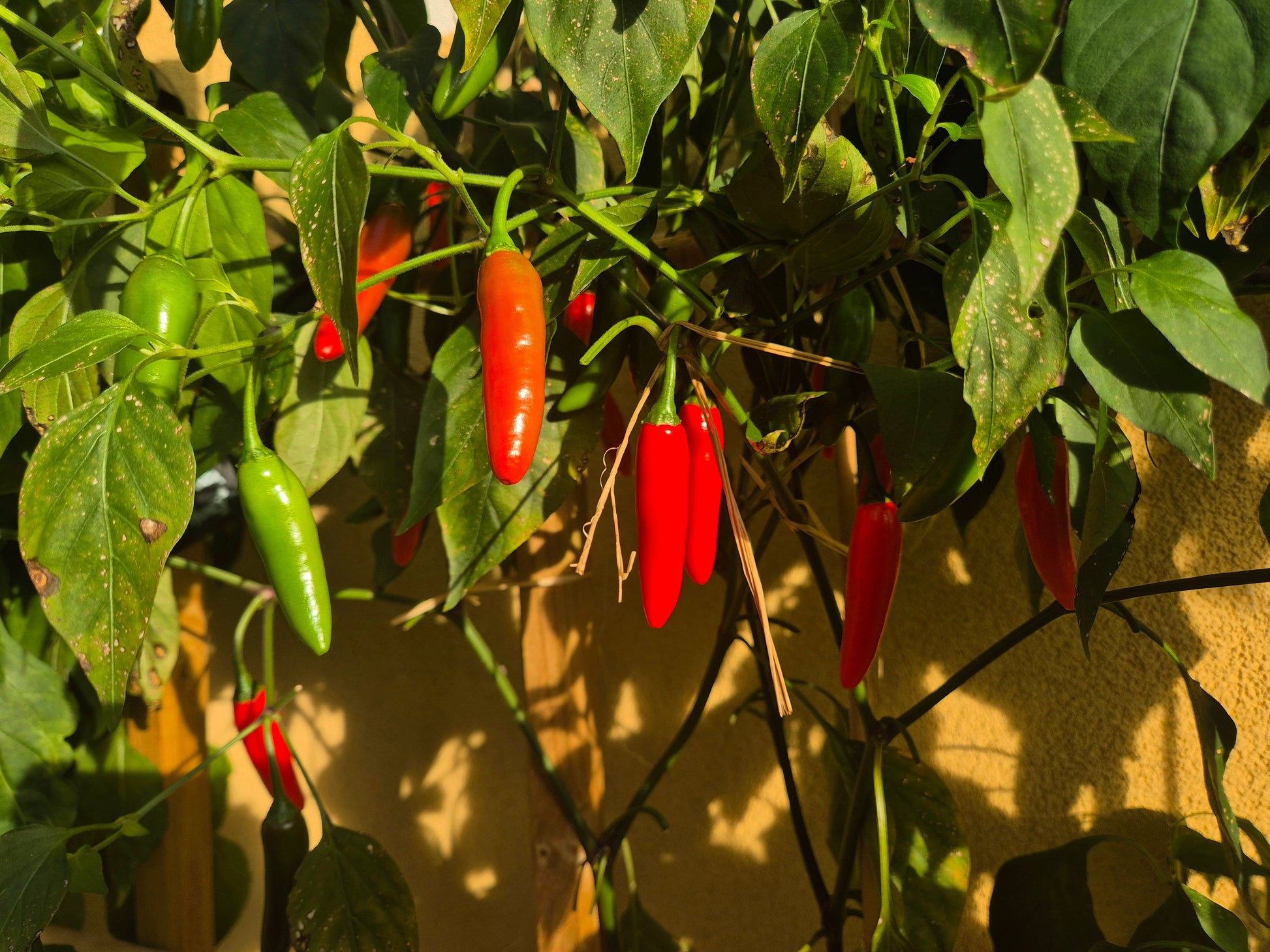 Serrano Tampiqueno DER TOMATENFLÜSTERER