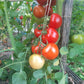 Seven Gnomes DER TOMATENFLÜSTERER