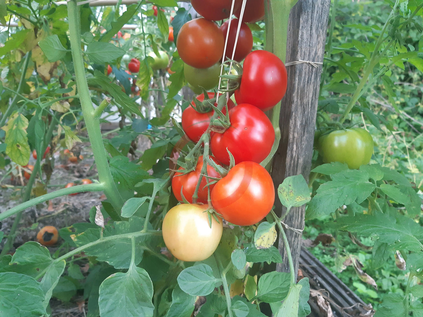 Seven Gnomes DER TOMATENFLÜSTERER