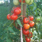 Seven Gnomes DER TOMATENFLÜSTERER