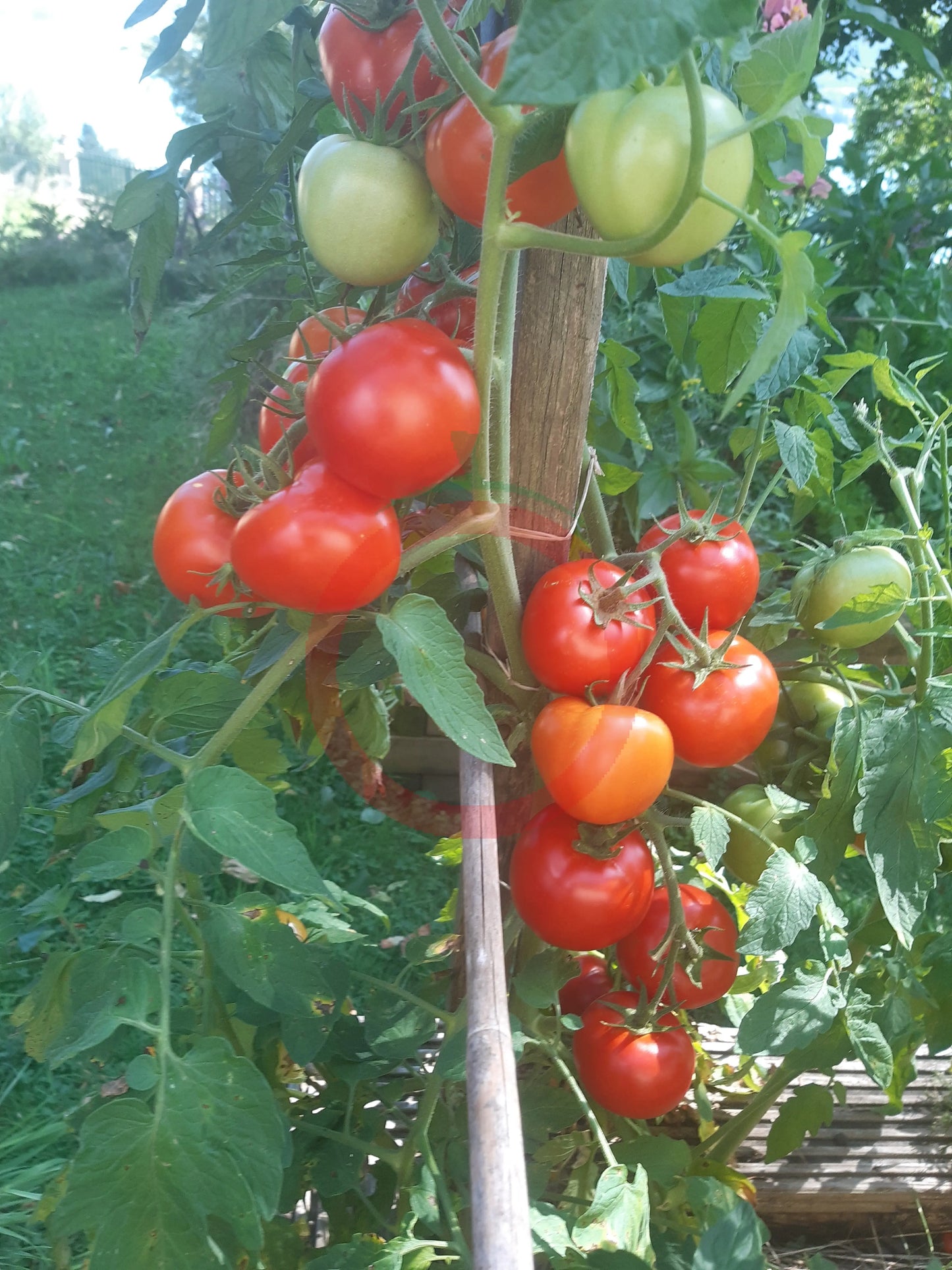 Seven Gnomes DER TOMATENFLÜSTERER