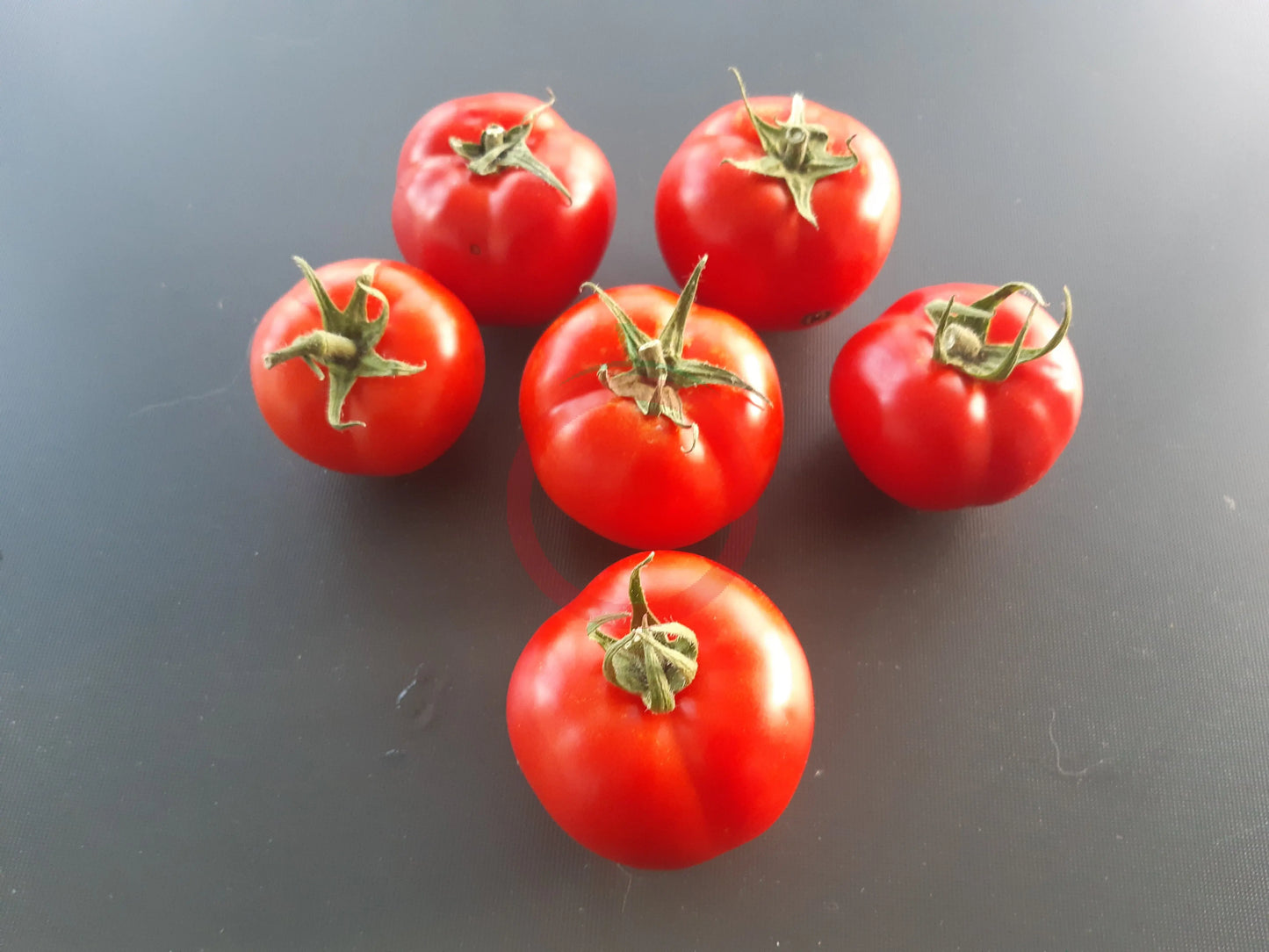 Seven Gnomes DER TOMATENFLÜSTERER