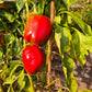Sherlock Holmes DER TOMATENFLÜSTERER