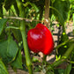 Sherlock Holmes DER TOMATENFLÜSTERER