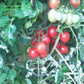 Shimofuri DER TOMATENFLÜSTERER