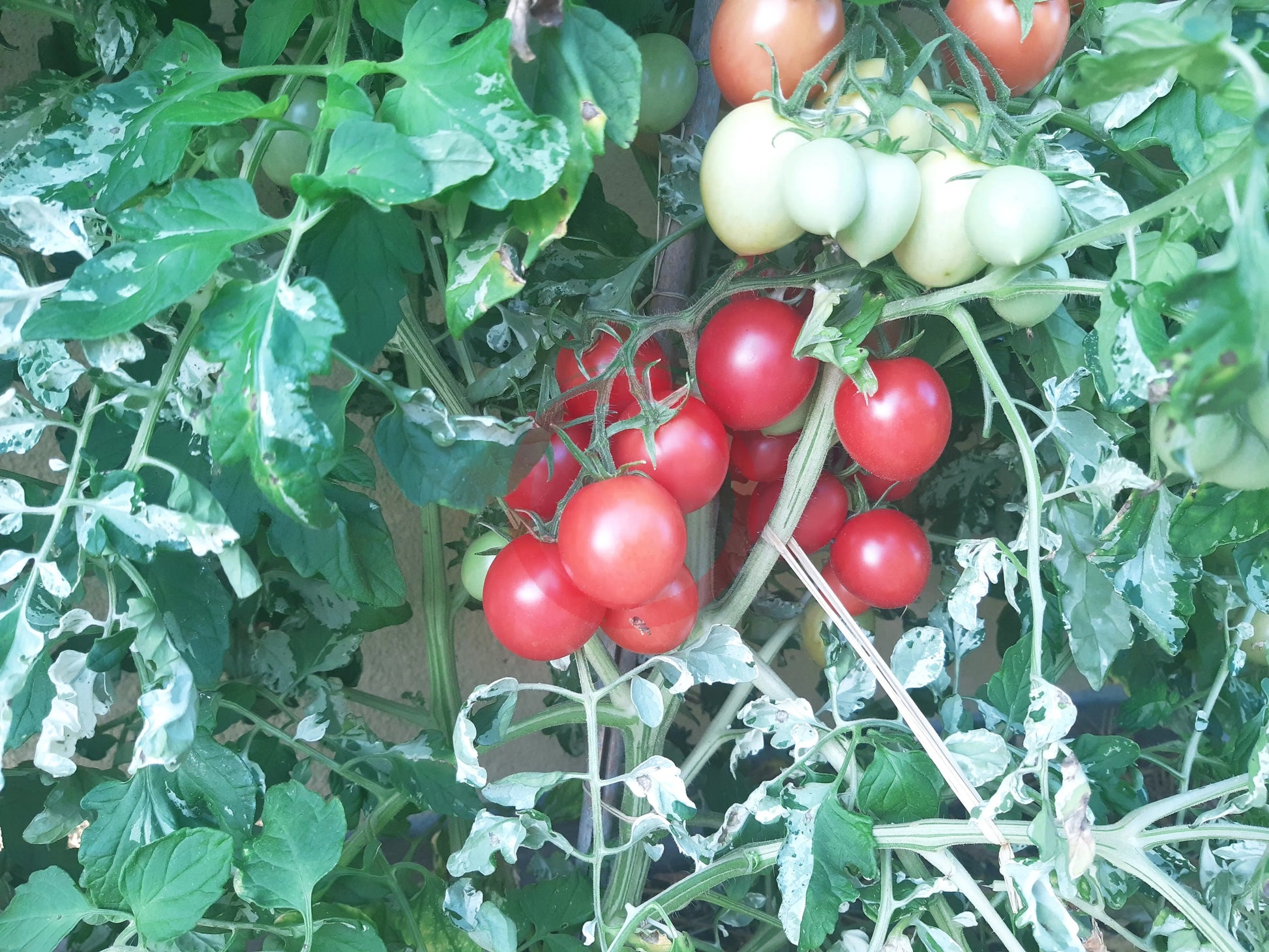 Shimofuri DER TOMATENFLÜSTERER