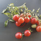 Shimofuri DER TOMATENFLÜSTERER