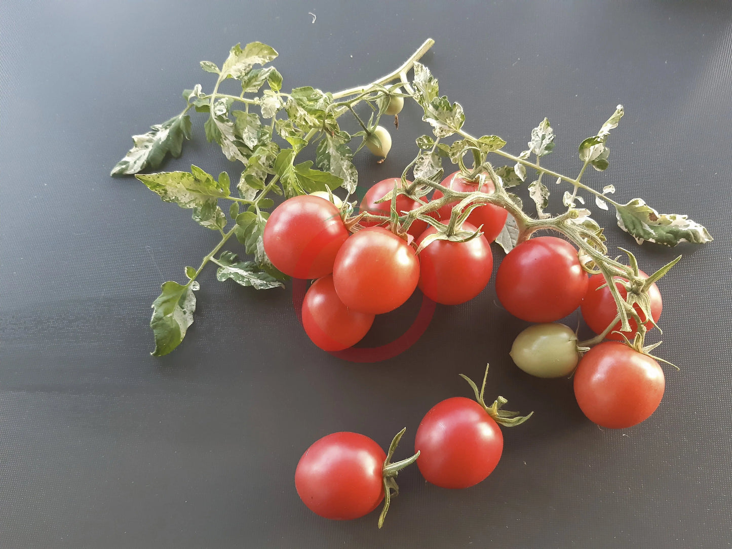 Shimofuri DER TOMATENFLÜSTERER