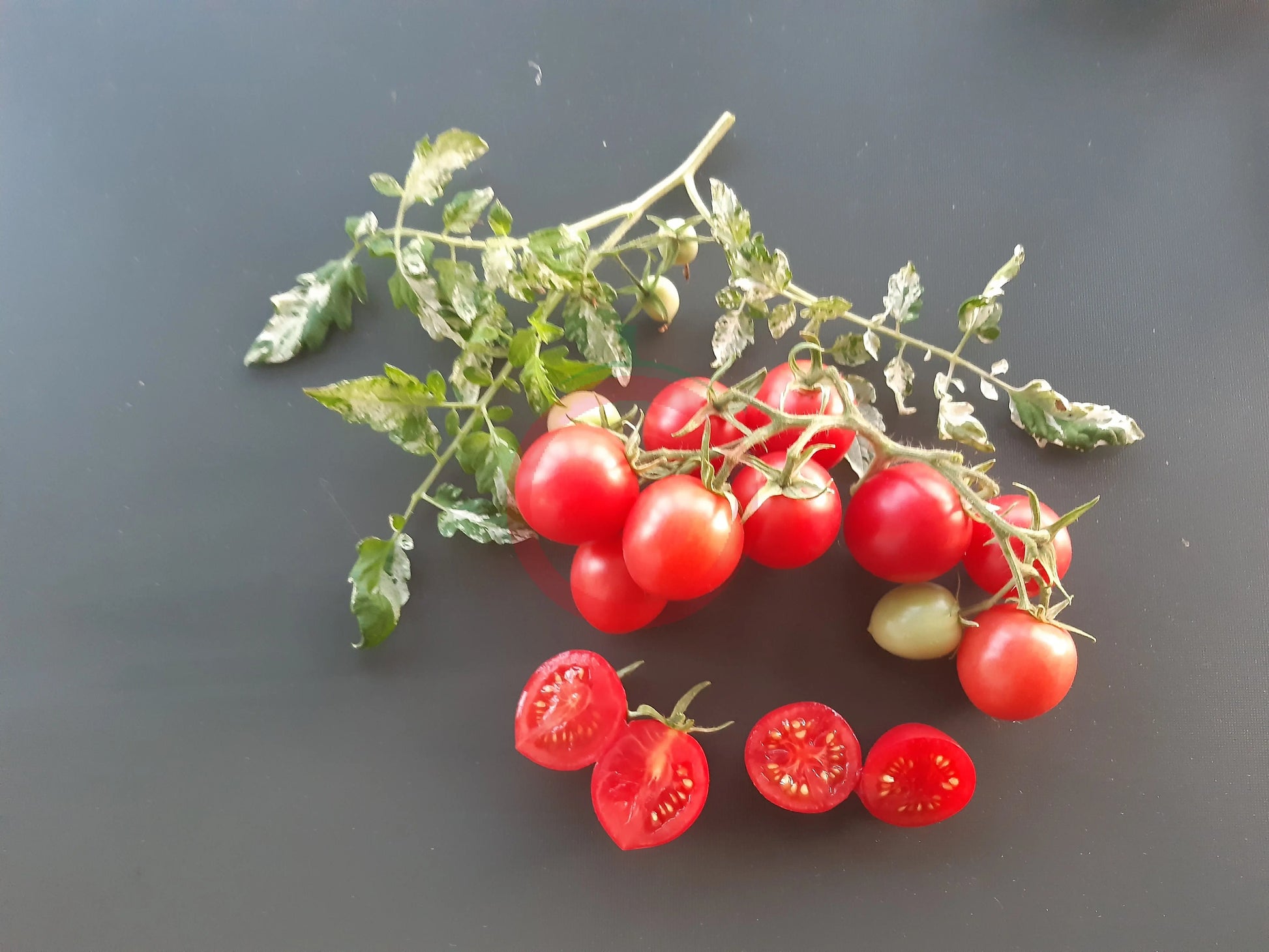 Shimofuri DER TOMATENFLÜSTERER