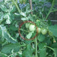 Shimofuri DER TOMATENFLÜSTERER