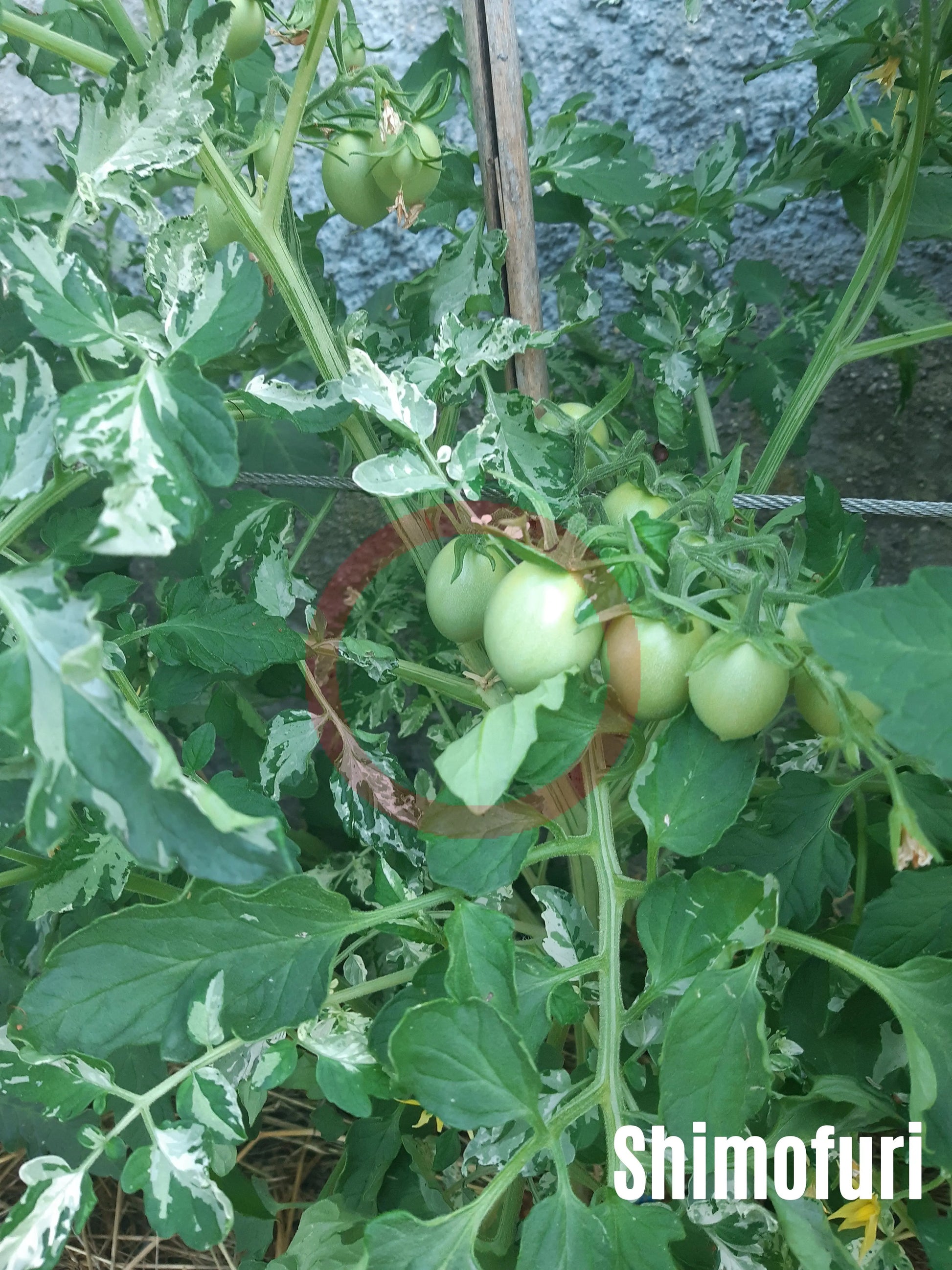 Shimofuri DER TOMATENFLÜSTERER