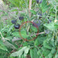 Shokoladnyy Marmelad DER TOMATENFLÜSTERER