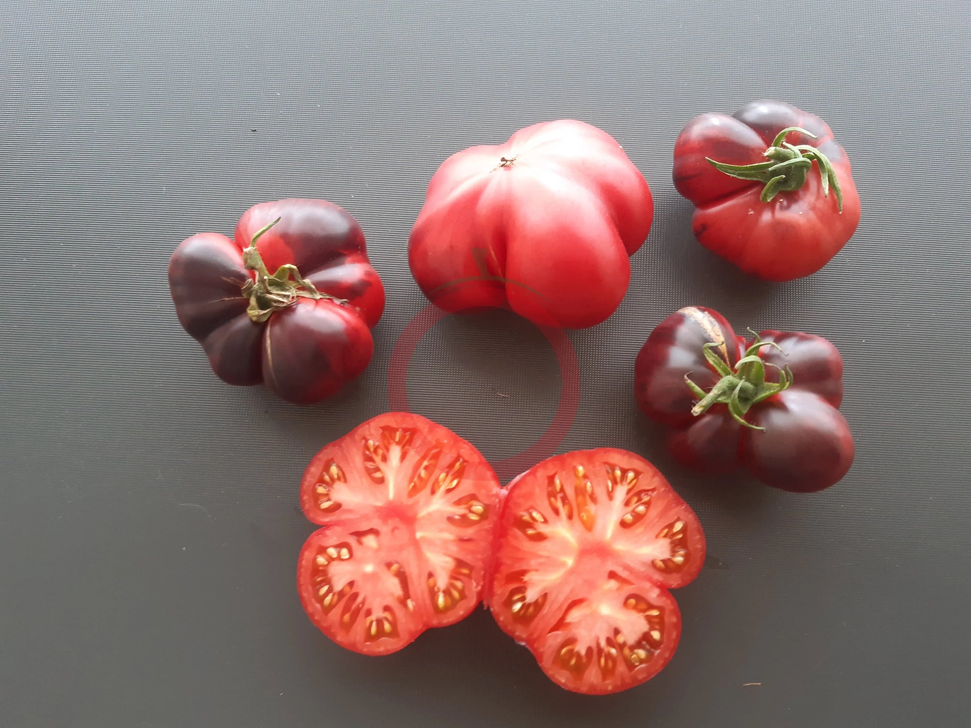 Siberian Tiger DER TOMATENFLÜSTERER