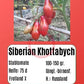 Sibirian Khottabych DER TOMATENFLÜSTERER
