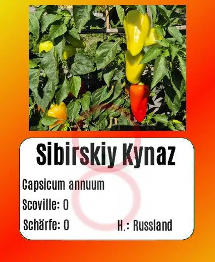 Sibirskiy Kynaz DER TOMATENFLÜSTERER