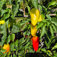 Sibirskiy Kynaz DER TOMATENFLÜSTERER