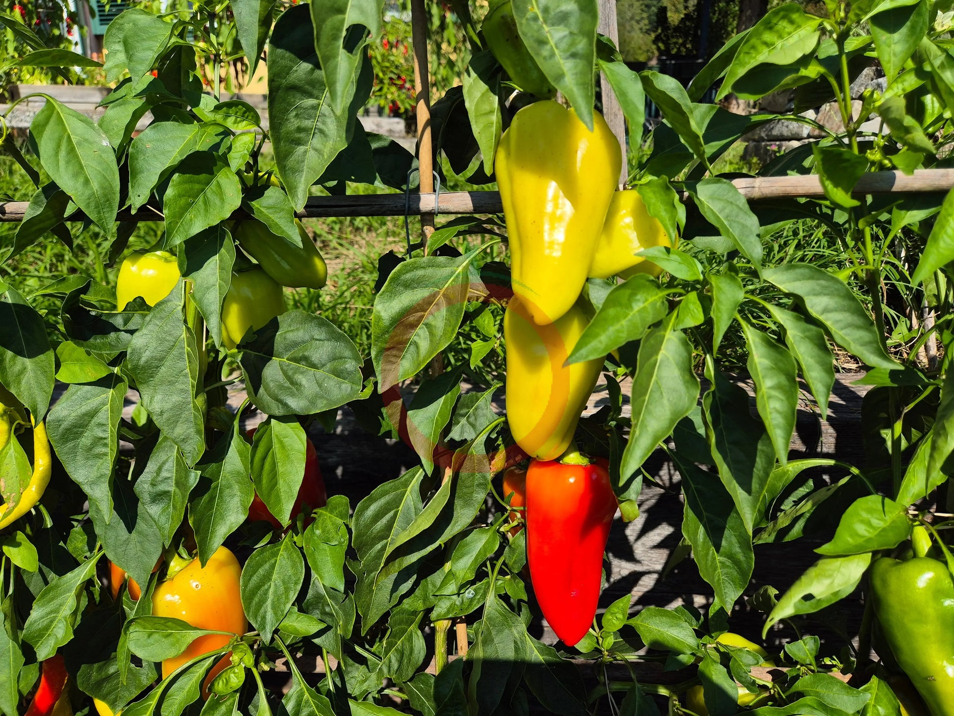 Sibirskiy Kynaz DER TOMATENFLÜSTERER
