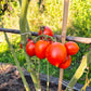 Siccagno DER TOMATENFLÜSTERER