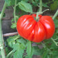 Sicilian Saucer DER TOMATENFLÜSTERER