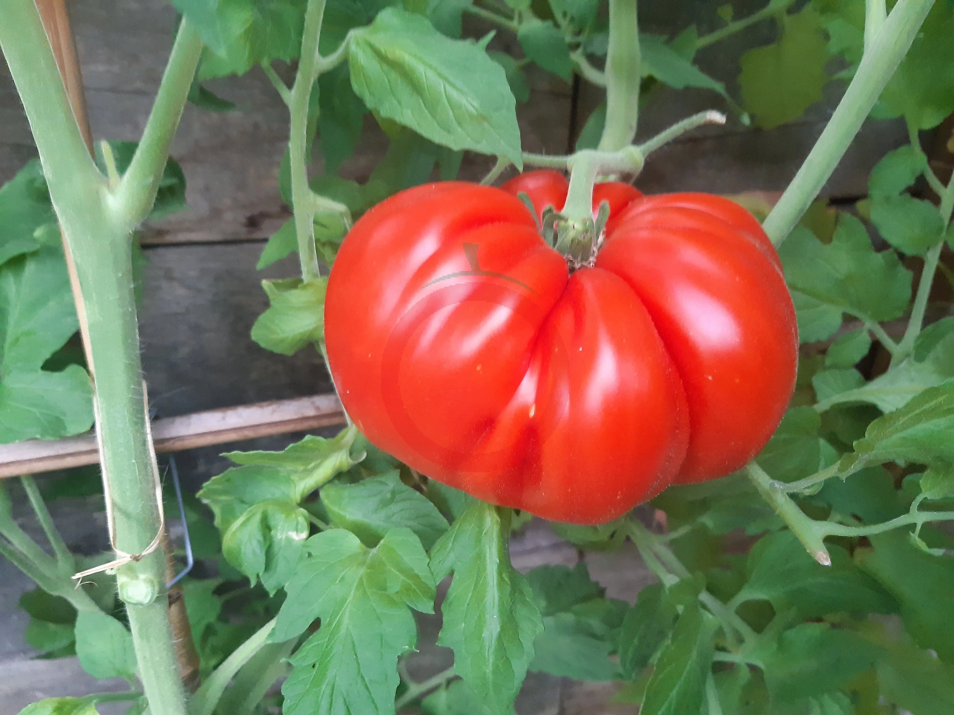 Sicilian Saucer DER TOMATENFLÜSTERER
