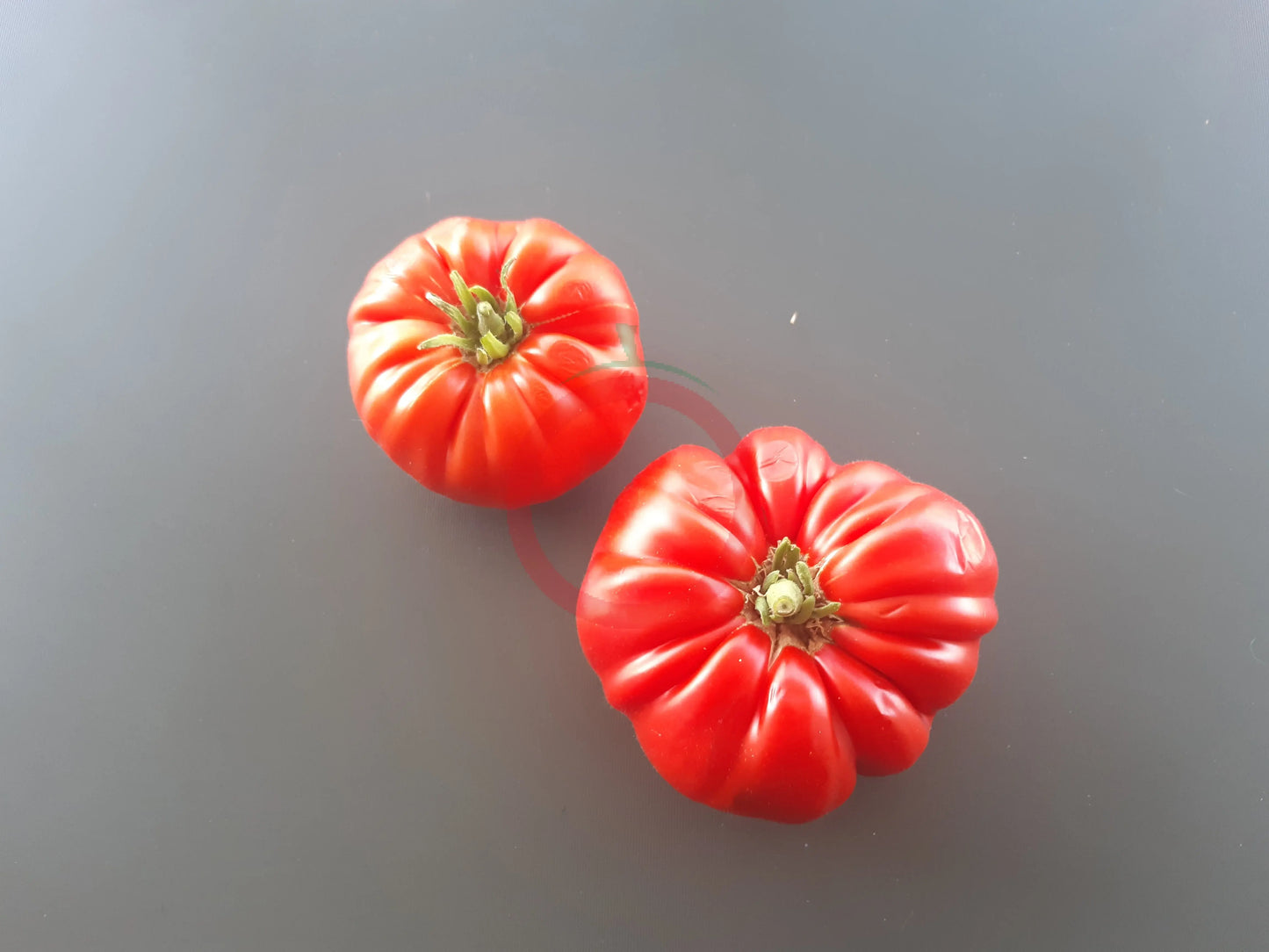 Sicilian Saucer DER TOMATENFLÜSTERER