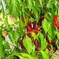 Sigaretta di Bergamo DER TOMATENFLÜSTERER