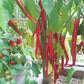 Sigaretta di Bergamo DER TOMATENFLÜSTERER