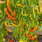 Sili-A-Top DER TOMATENFLÜSTERER