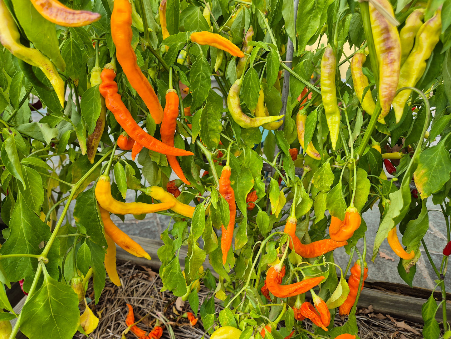 Sili-A-Top DER TOMATENFLÜSTERER