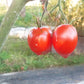 Skariai DER TOMATENFLÜSTERER