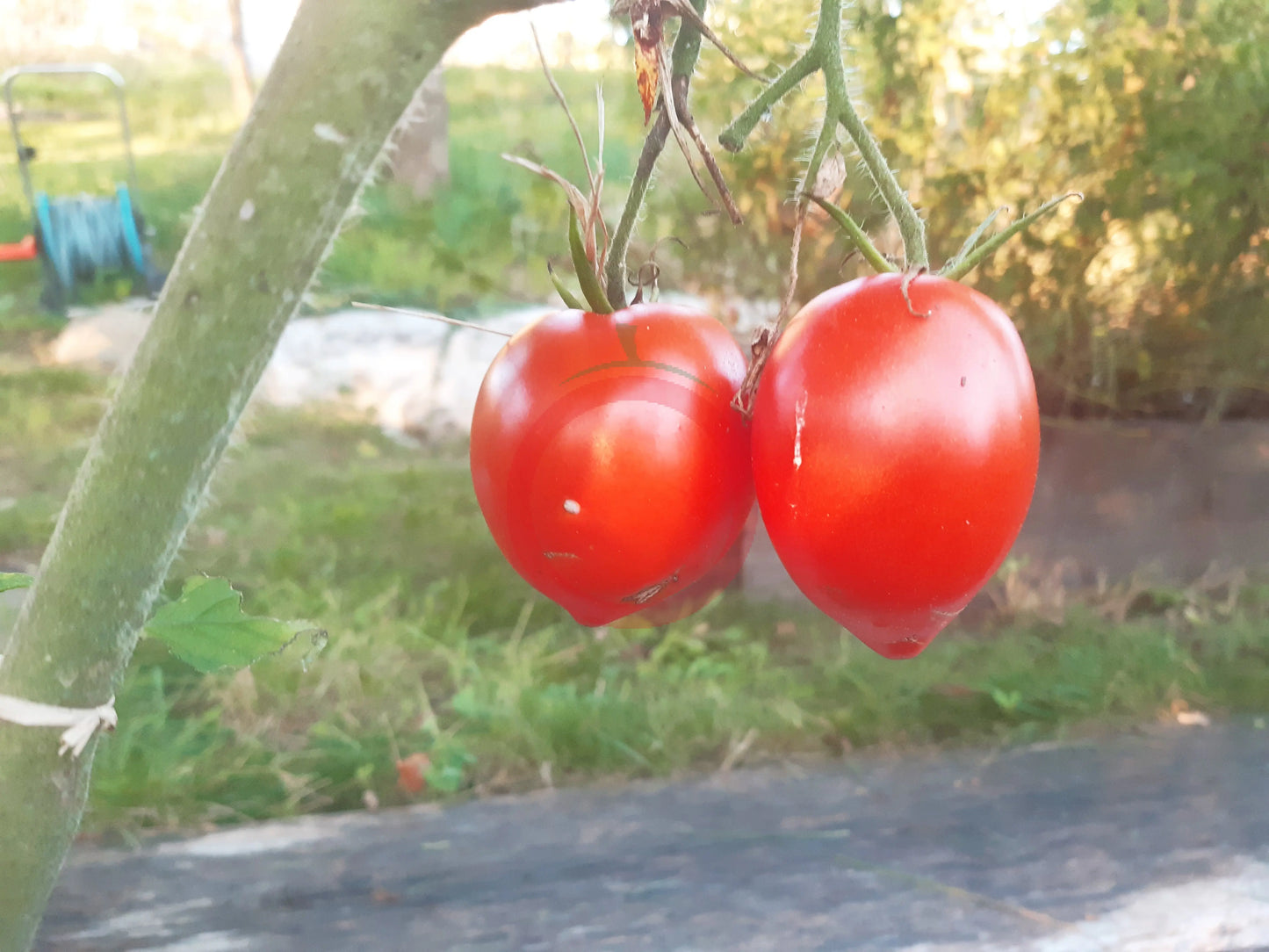 Skariai DER TOMATENFLÜSTERER