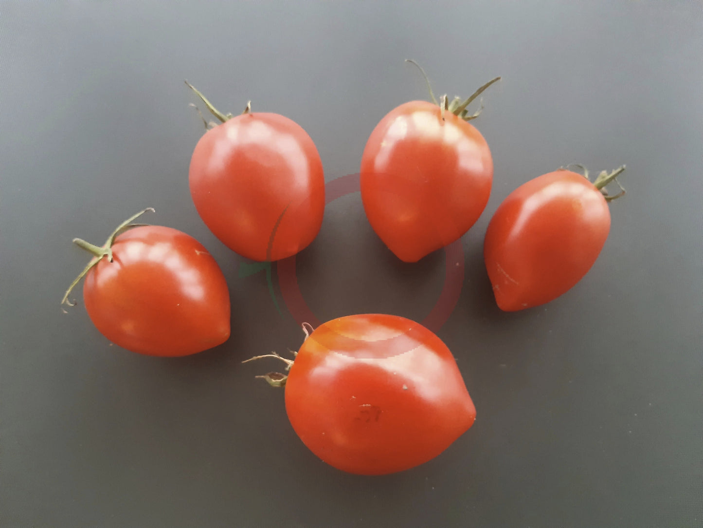 Skariai DER TOMATENFLÜSTERER