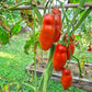 Smiley Worms DER TOMATENFLÜSTERER