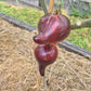 Sofias Fiery Comet DER TOMATENFLÜSTERER