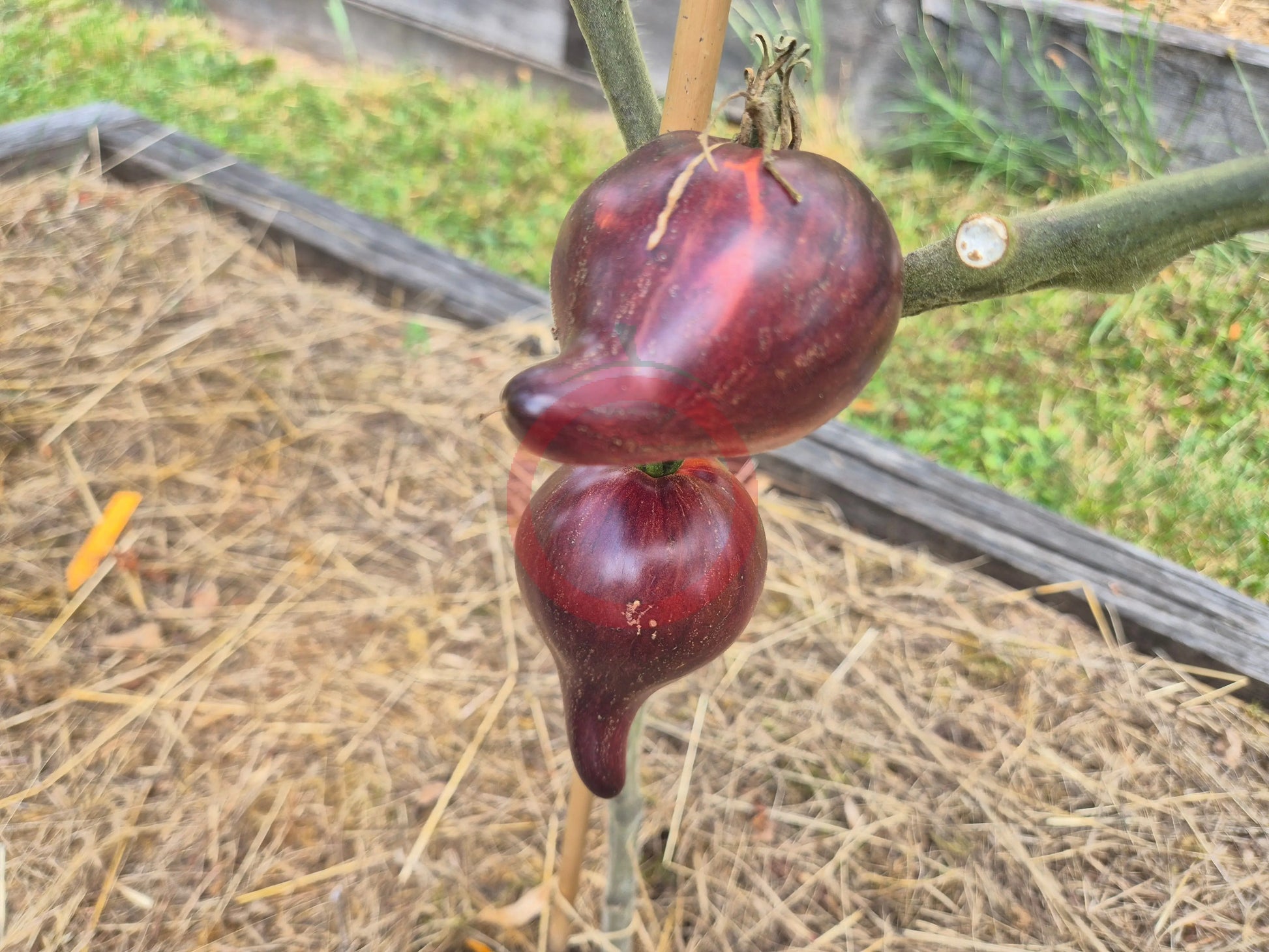 Sofias Fiery Comet DER TOMATENFLÜSTERER