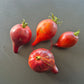Sofias Fiery Comet DER TOMATENFLÜSTERER