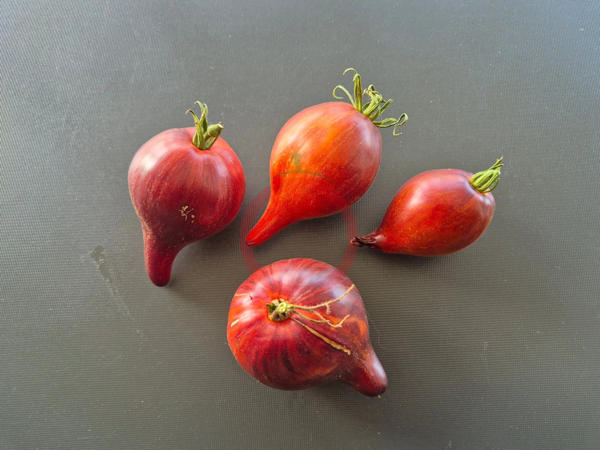 Sofias Fiery Comet DER TOMATENFLÜSTERER