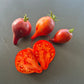 Sofias Fiery Comet DER TOMATENFLÜSTERER
